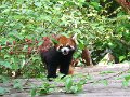 Pandas (053)